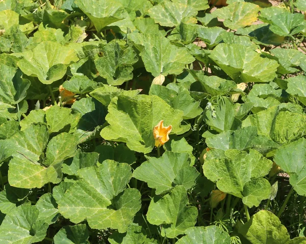 plantas de calabacin